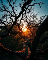 A high-angle, bird's-eye view photograph depicting a sunset behind an old oak tree with twisted branches. The scene is illumi