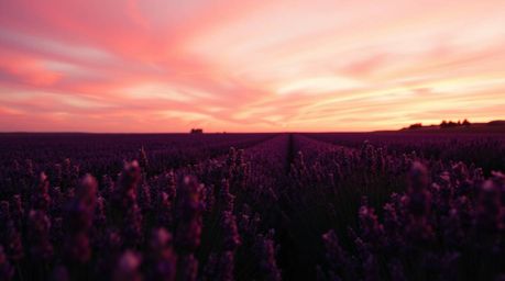 Immerse yourself in a cinematic dreamscape of lavender fields bathed in the ethereal glow of a pink sky. Warm candlelight fli