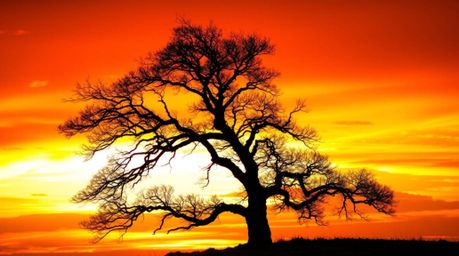A captivating image of a lone tree silhouetted against a vibrant fiery sunset.  The tree's graceful branches and smooth bark 