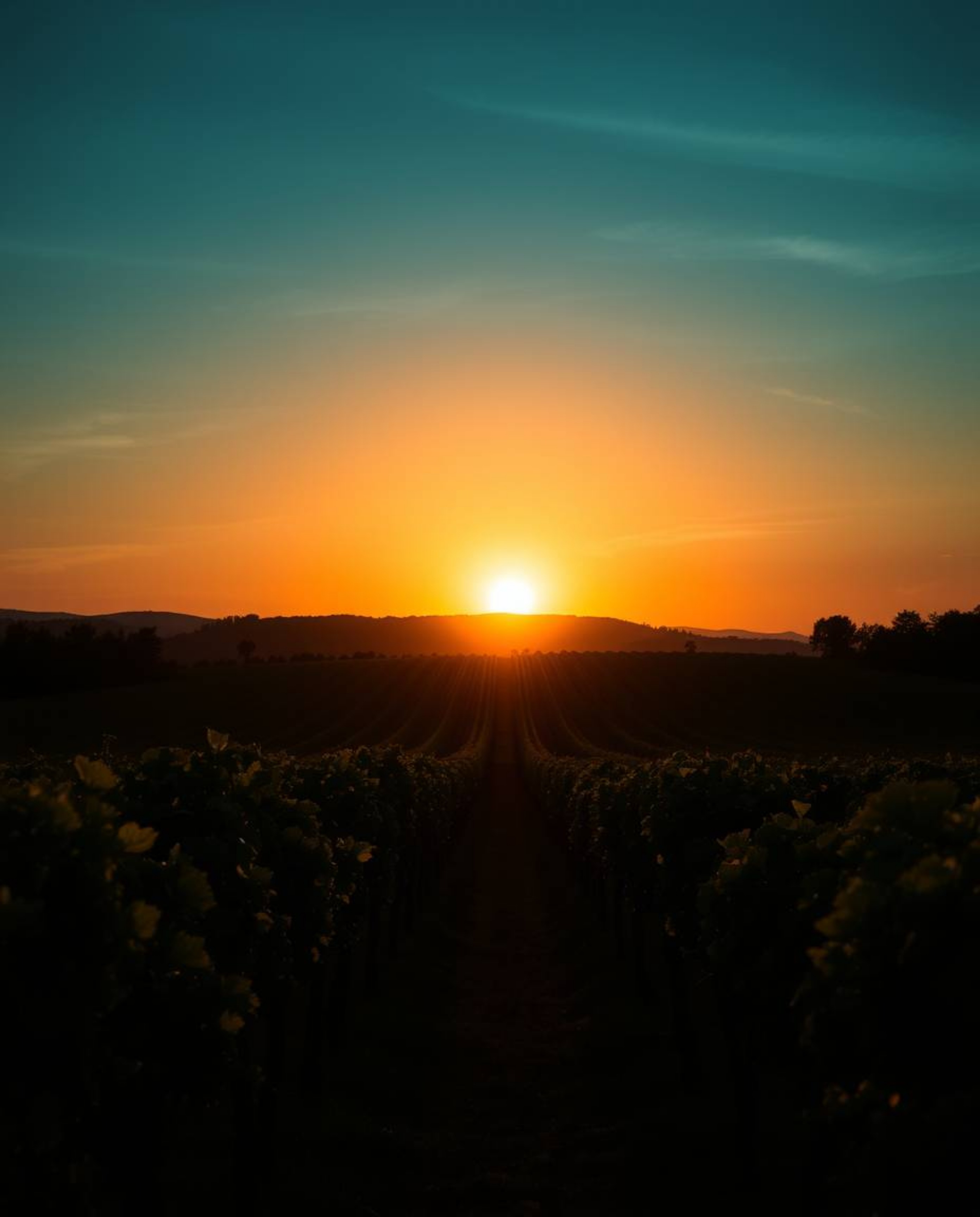 A stunning silhouetted photograph captures a luxurious and vibrant scene, featuring a rich deep teal sunset over a vineyard. 