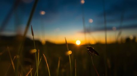 Capture the magic of a sunset over a quiet meadow with fireflies in this collection of extreme macro close-up photographs and