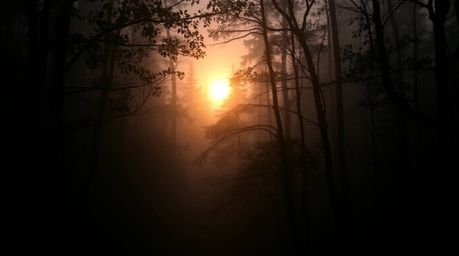 A captivating photograph captures the serene beauty of sunset light piercing through a dense forest shrouded in thick fog. Ir