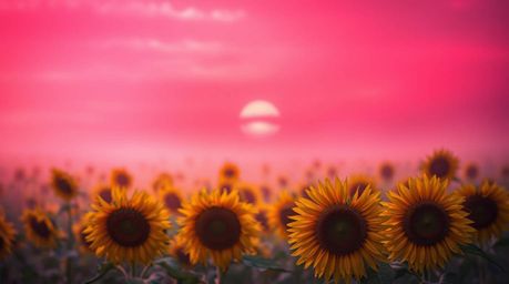 A breathtaking image of a sunflower field bathed in the soft glow of a cinematic haze.  The deep red and purple hues of the t