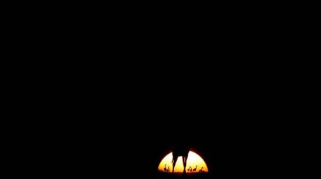 Experience the dramatic beauty of an African savanna sunset with intense jet black contrasting chiaroscuro lighting. Silhouet