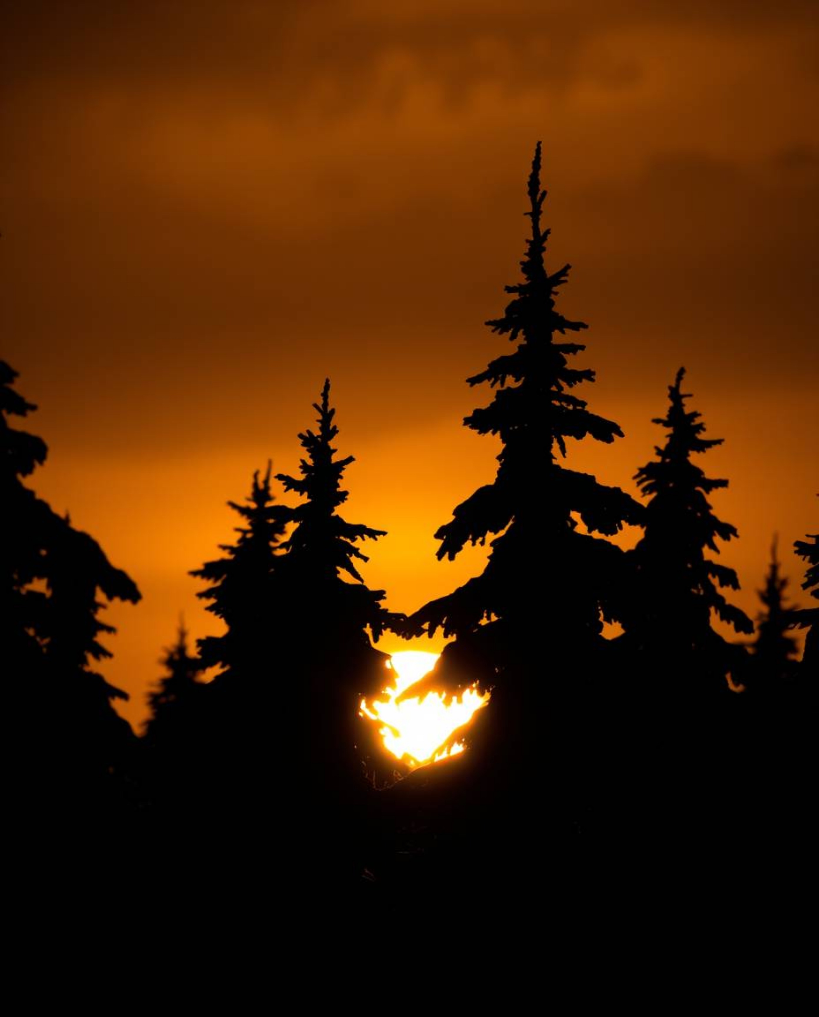 Silhouetted snowy pine trees back-lit by a strong, moody sunset. Low contrast, emphasis on shape and form against bright back