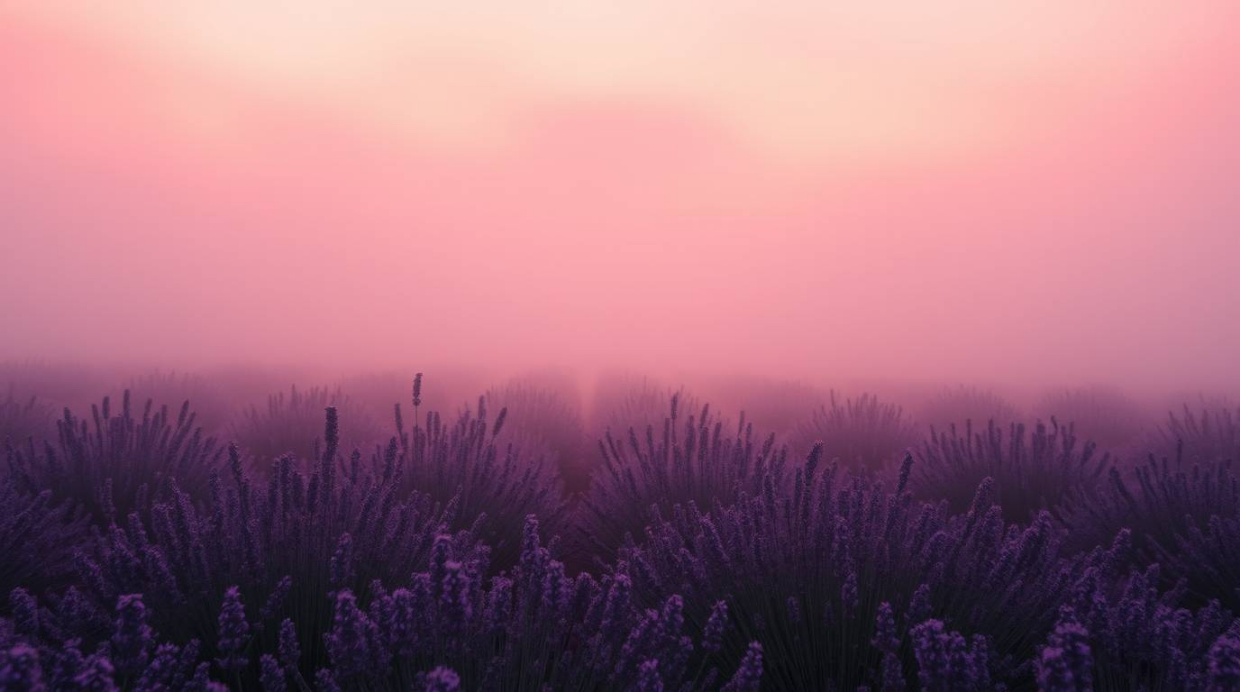 Experience the magic of lavender fields bathed in the ethereal glow of a dreamy pink sky. This cinematic image evokes a film-