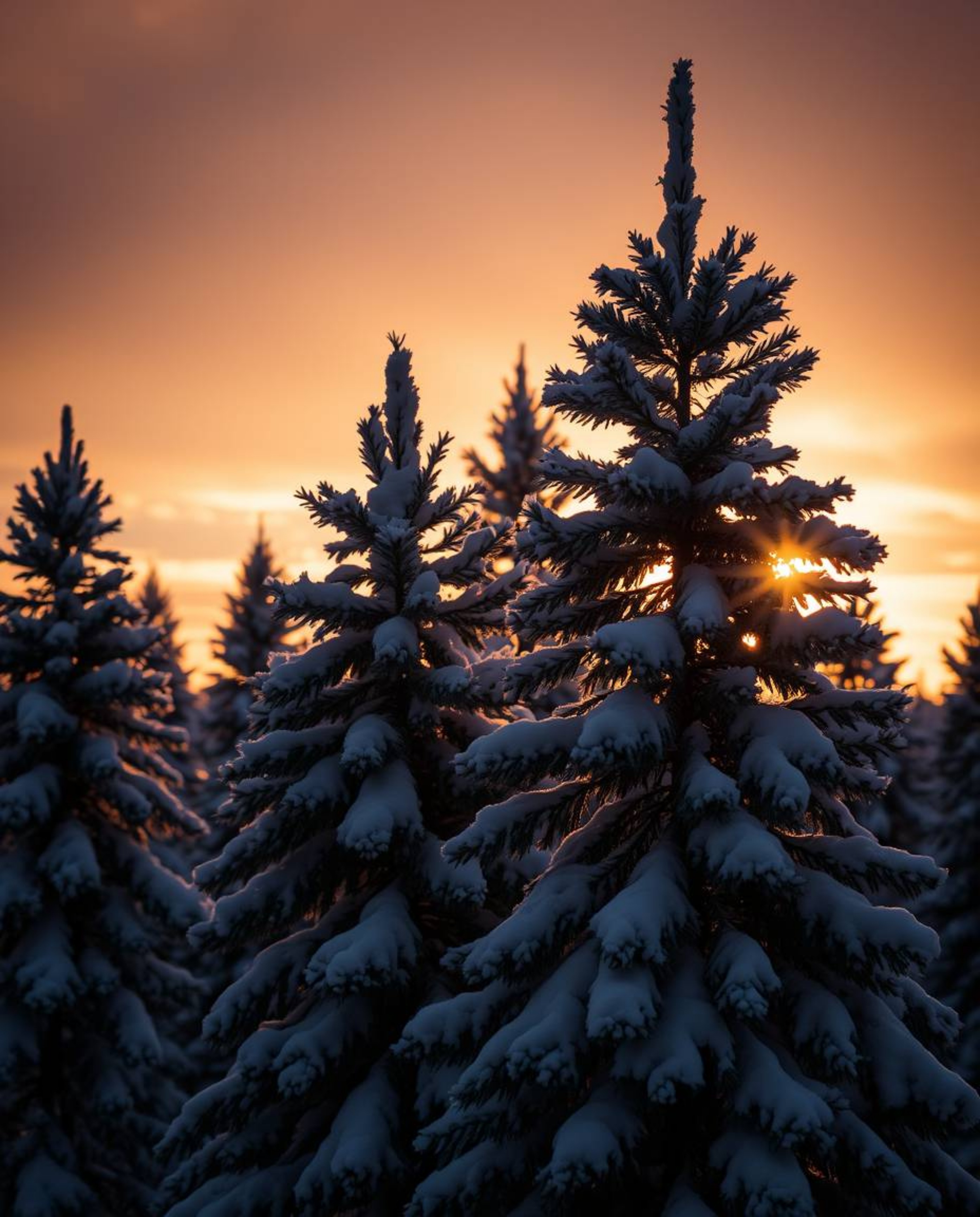 Chiaroscuro lighting illuminates snowy pine trees at sunset, adorable and charming features, strong contrasts, deep shadows.