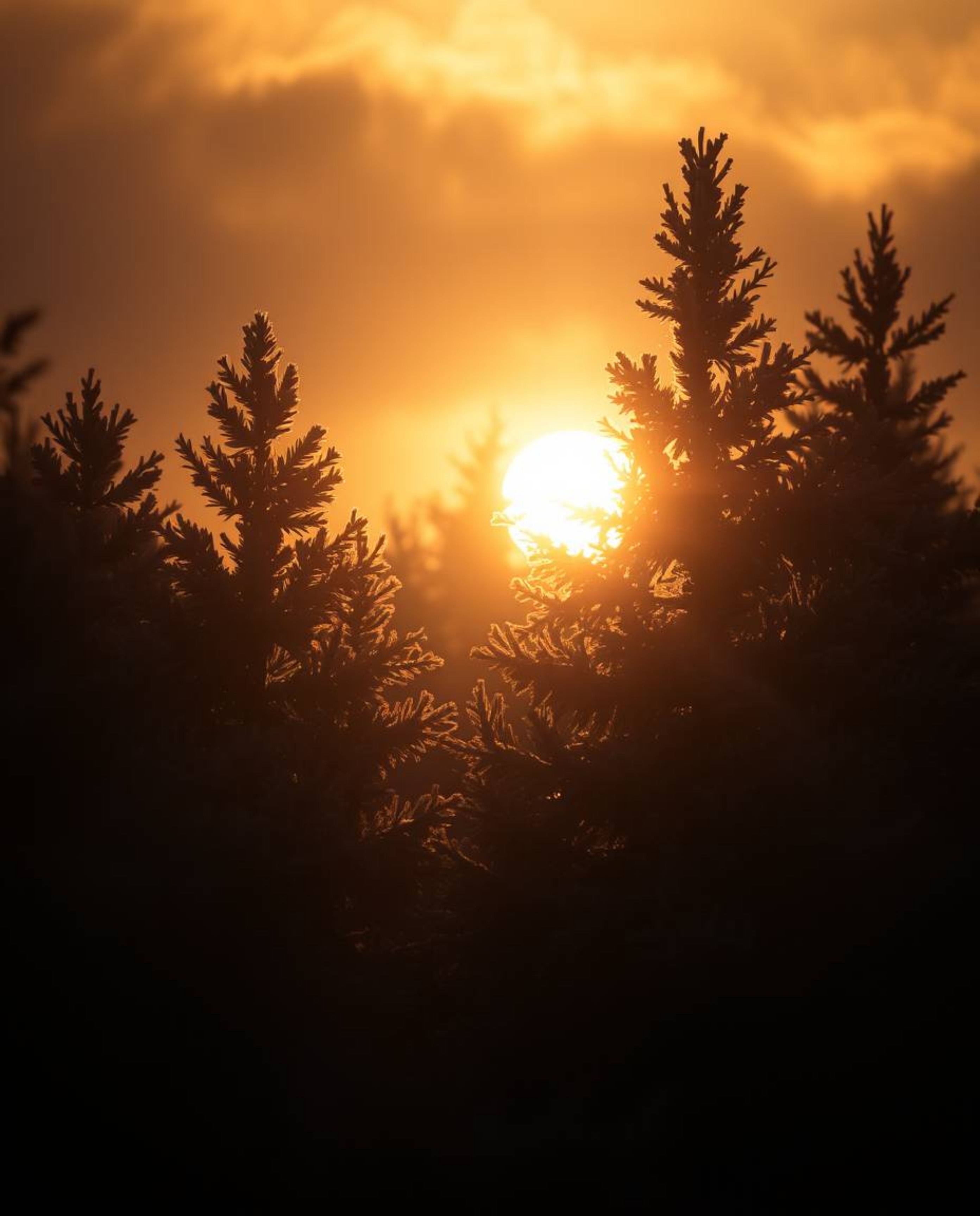 A soft, dreamy atmosphere is created with high contrast and low-key lighting in this depiction of sunset light sparkling on s