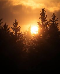 A soft, dreamy atmosphere is created with high contrast and low-key lighting in this depiction of sunset light sparkling on s