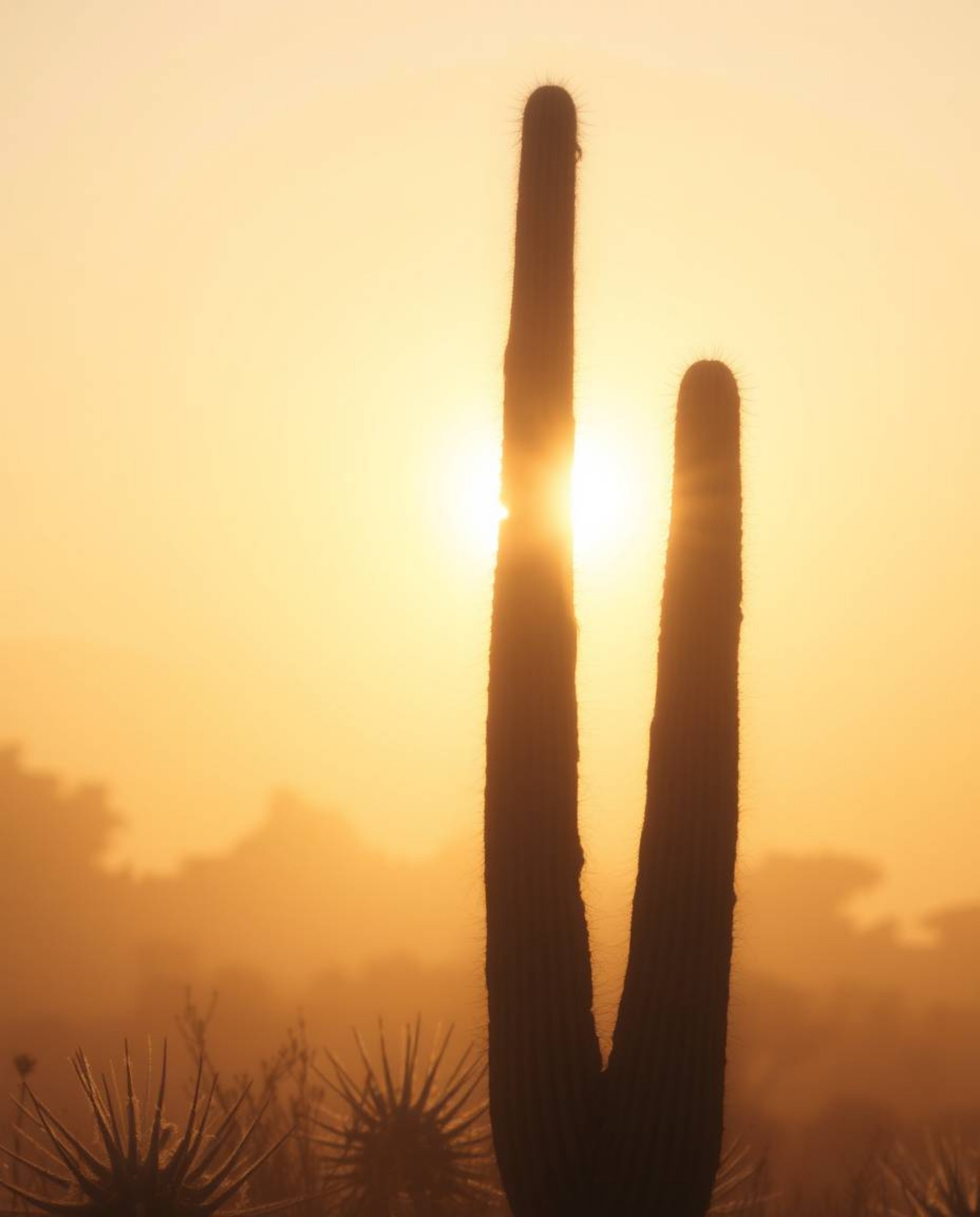 This image captures a soft, dreamy atmosphere in the desert. A cactus glows warmly, bathed in the hazy, soft light of the las