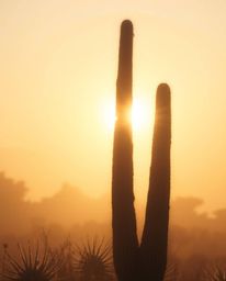 This image captures a soft, dreamy atmosphere in the desert. A cactus glows warmly, bathed in the hazy, soft light of the las