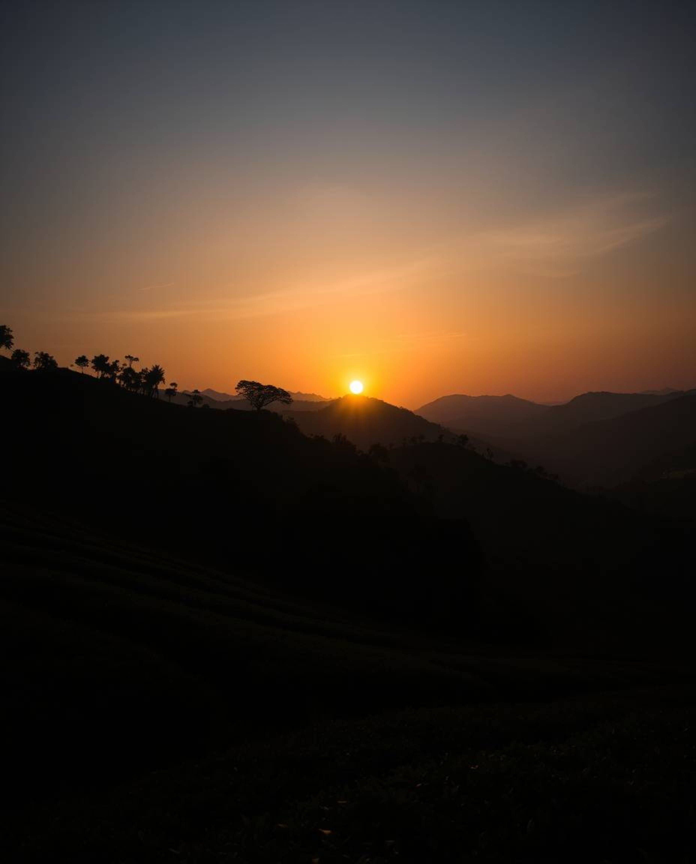 This image captures a dramatically lit sunset over terraced tea plantations, defined by its powerful silhouetted backlighting
