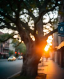 A candid street photograph depicting a blurred bokeh effect, showcasing a sharp focus on a sunset behind an old oak tree with