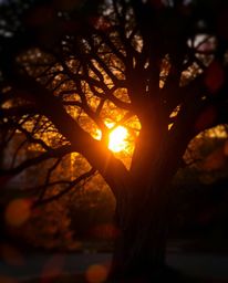 A creative light art photograph of a sunset behind an old oak tree with twisted branches, featuring a blurred bokeh effect, a