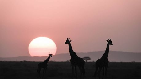 A timeless and elegant black and white photograph captures a breathtaking sunset over the African savanna. Silhouetted giraff