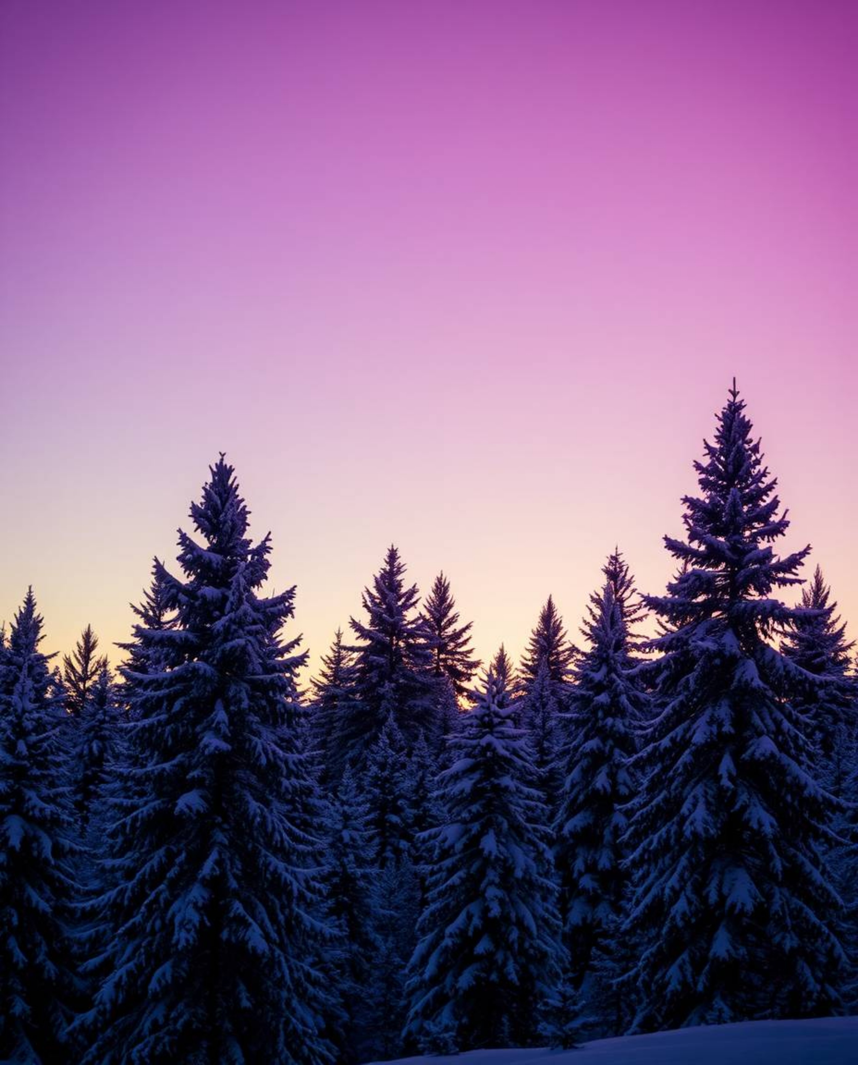 A smooth gradient transition of sunset light on snowy pine trees creates a visually stunning effect in this artistic piece. T