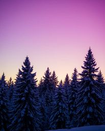 A smooth gradient transition of sunset light on snowy pine trees creates a visually stunning effect in this artistic piece. T