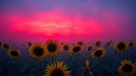 A breathtaking image of a sunflower field bathed in the warm glow of a deep red and purple sunset.  Thick fog adds a touch of