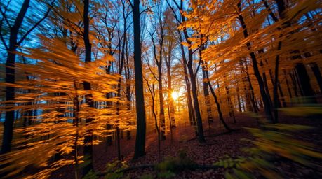 Capture the ethereal beauty of an autumn forest at sunset with long exposure photography. Golden leaves glow in the fading li