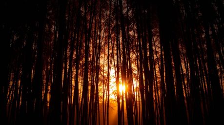An eerie and creepy image of a bamboo forest bathed in the warm glow of a setting sun.  Backlighting creates dramatic silhoue
