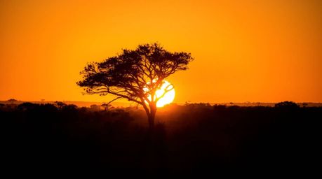 Experience the dramatic beauty of a savanna sunset, where intense lighting creates a stark division between bold highlights a