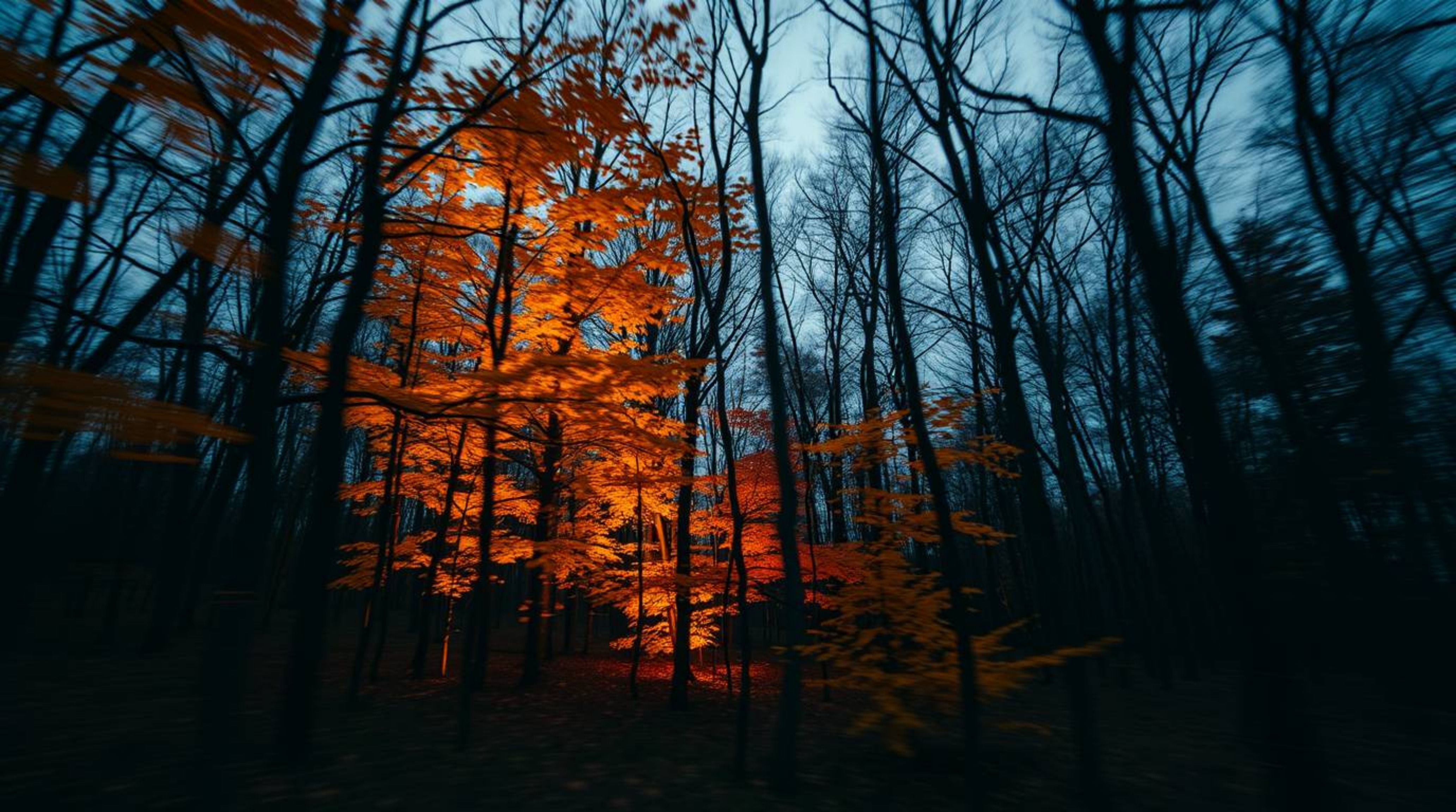 Capture the eerie beauty of an autumn forest with this long exposure photograph. Golden leaves, illuminated by the setting su