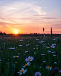 A photograph of a sunset over a spring wildflower meadow, captured using precise architectural color photography techniques. 