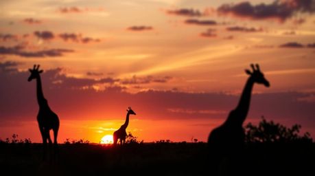 Experience the breathtaking beauty of an African sunset over the savanna, captured with a stunning bokeh effect. This image f
