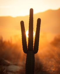 A soft, cinematic haze creates a dreamy atmosphere in this depiction of a desert cactus glowing in the setting sun. The scene