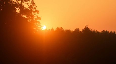Experience the serene beauty of a golden hour sunset filtering through a dense forest.  This captivating image showcases a sm