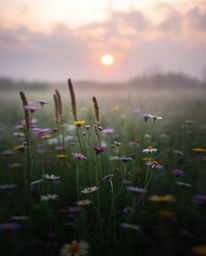 A soft and dreamy long exposure photograph of a spring wildflower meadow at sunset. This image creates a mystic and enchantin