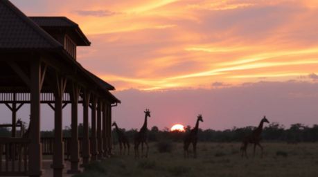 A stunning, precisely captured architectural color photograph depicting a vibrant savanna sunset.  Silhouetted giraffes stand