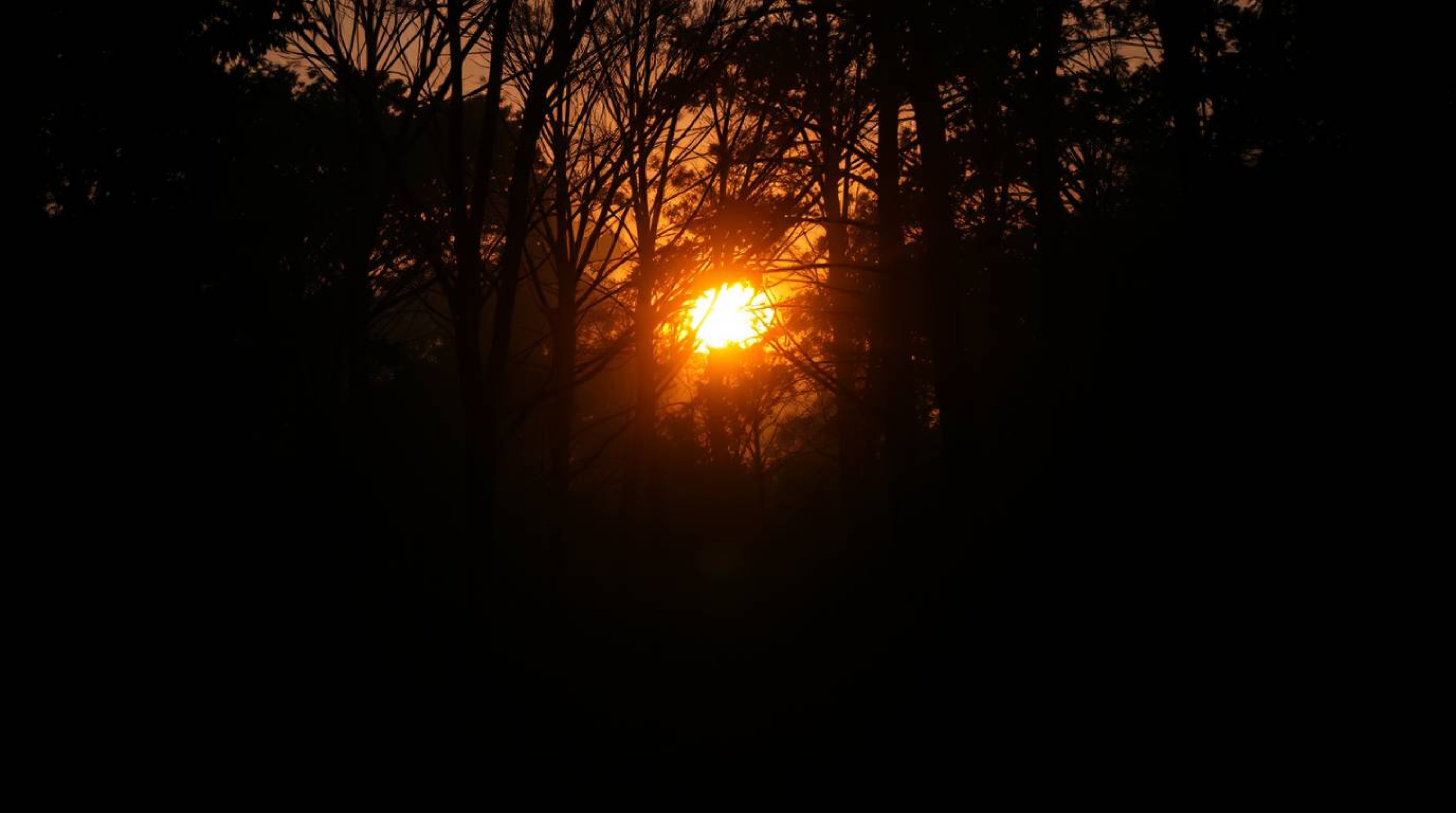 Capture the magic of a sunset filtering through a dense forest. This ethereal photograph evokes a mystical feeling with its h