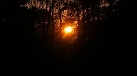 Capture the magic of a sunset filtering through a dense forest. This ethereal photograph evokes a mystical feeling with its h