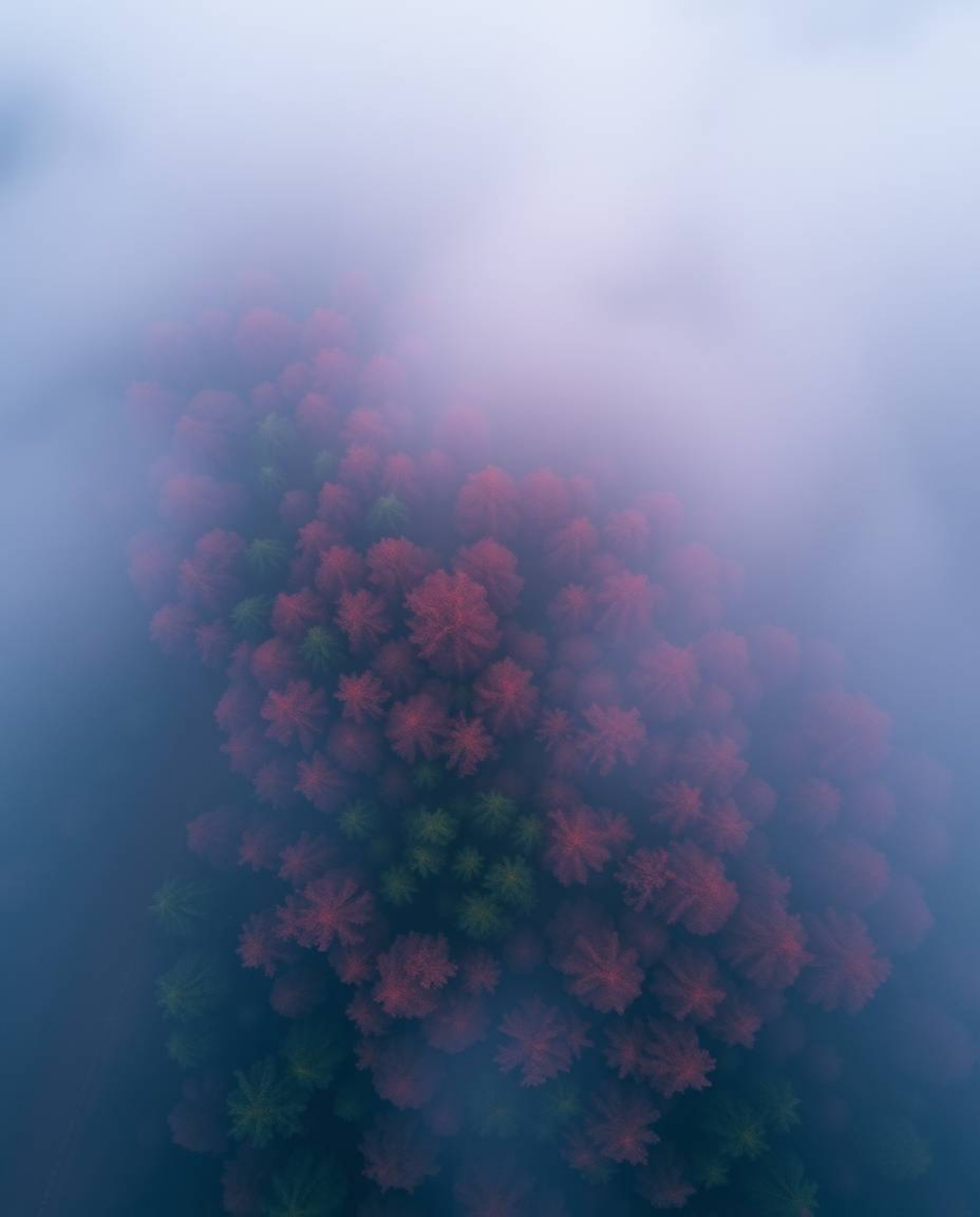 Experience a sophisticated and elegant digital glitch art piece.  This overhead shot showcases a forest scene shrouded in thi
