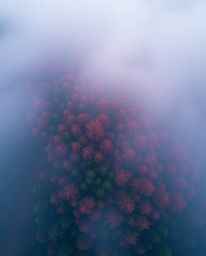 Experience a sophisticated and elegant digital glitch art piece.  This overhead shot showcases a forest scene shrouded in thi