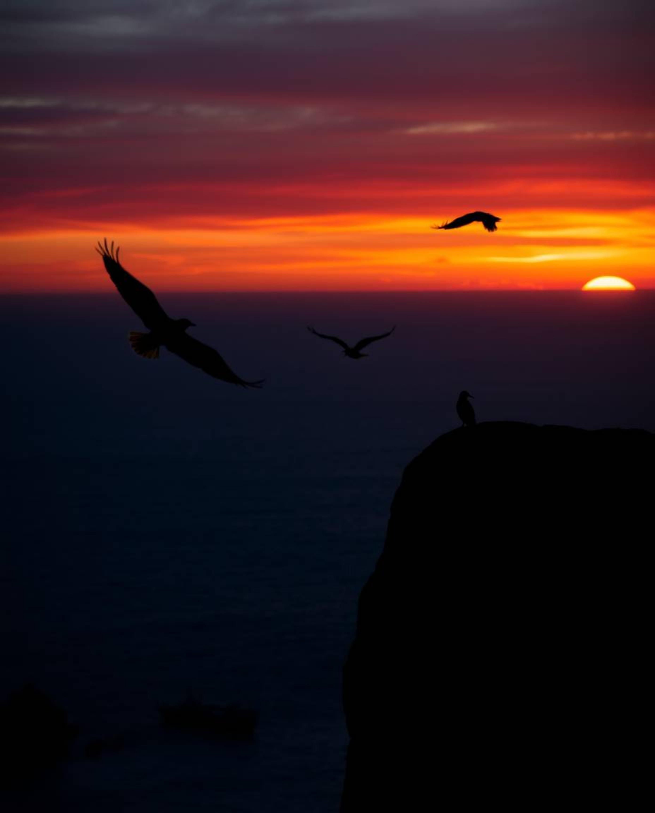 A tight close-up silhouette shot captures a coastal cliff at sunset with soaring birds. The scene is backlit with electric, v