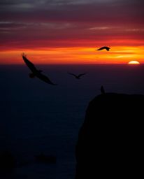 A tight close-up silhouette shot captures a coastal cliff at sunset with soaring birds. The scene is backlit with electric, v