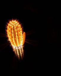 This creative light art offers a high-angle perspective of a desert cactus glowing in the sun's final rays. The elevated view