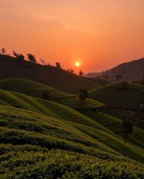 This image captures a tranquil sunset over terraced tea plantations, rendered in a palette of natural earth tones. The scene 
