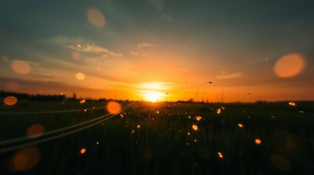 Experience a captivating dynamic light art piece depicting a vibrant sunset over a tranquil meadow. Witness the magical dance