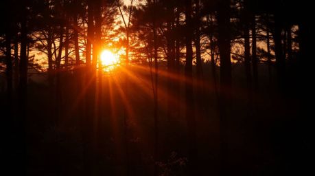 A captivating fine art photograph depicting the ethereal beauty of sunset light filtering through a dense forest.  The image 