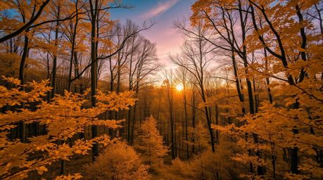 Experience the magic of an autumn forest transformed by infrared photography.  Golden leaves glow with an otherworldly radian