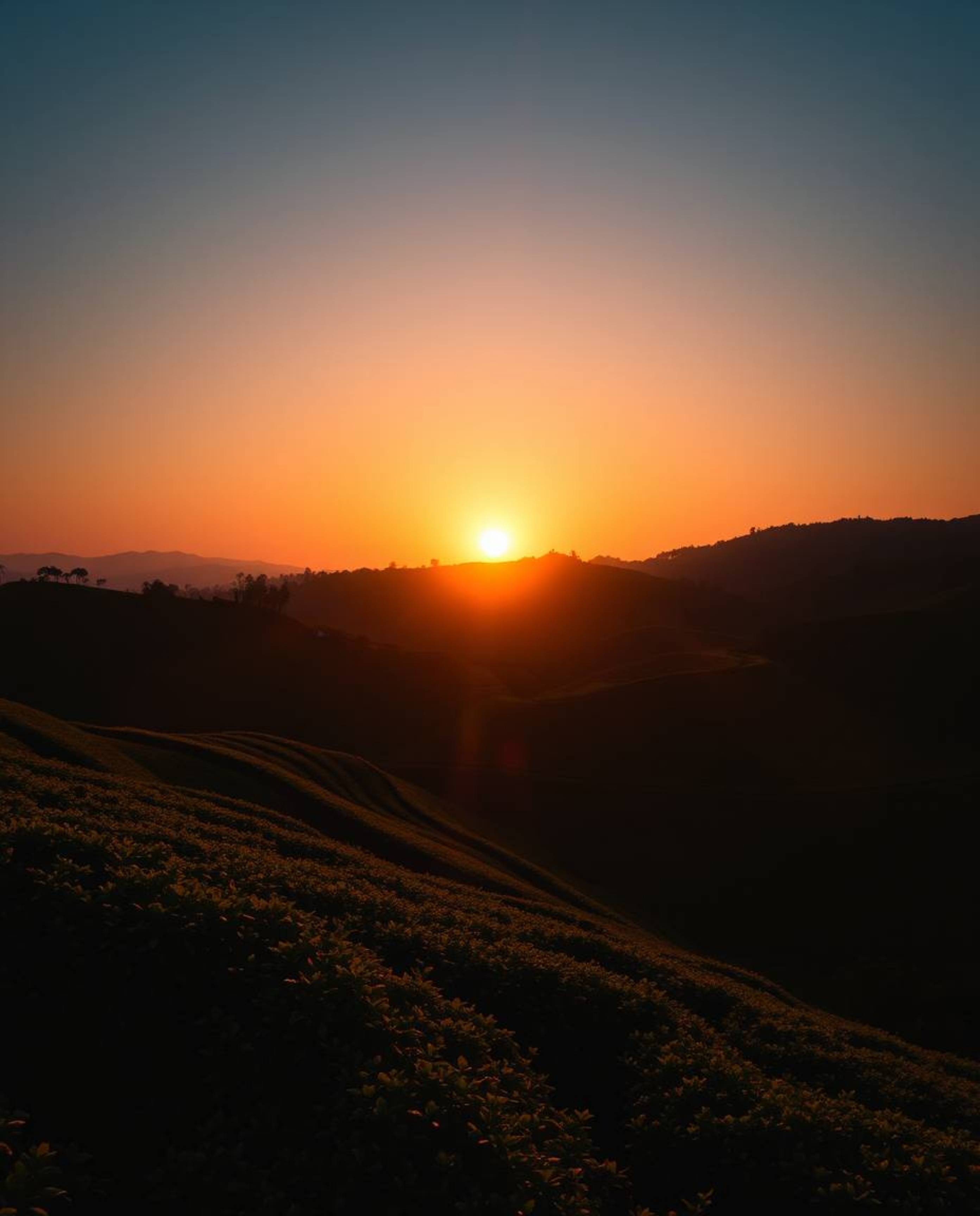 A photograph of a sunset over terraced tea plantations, illuminated with high-contrast low-key lighting. The scene features a