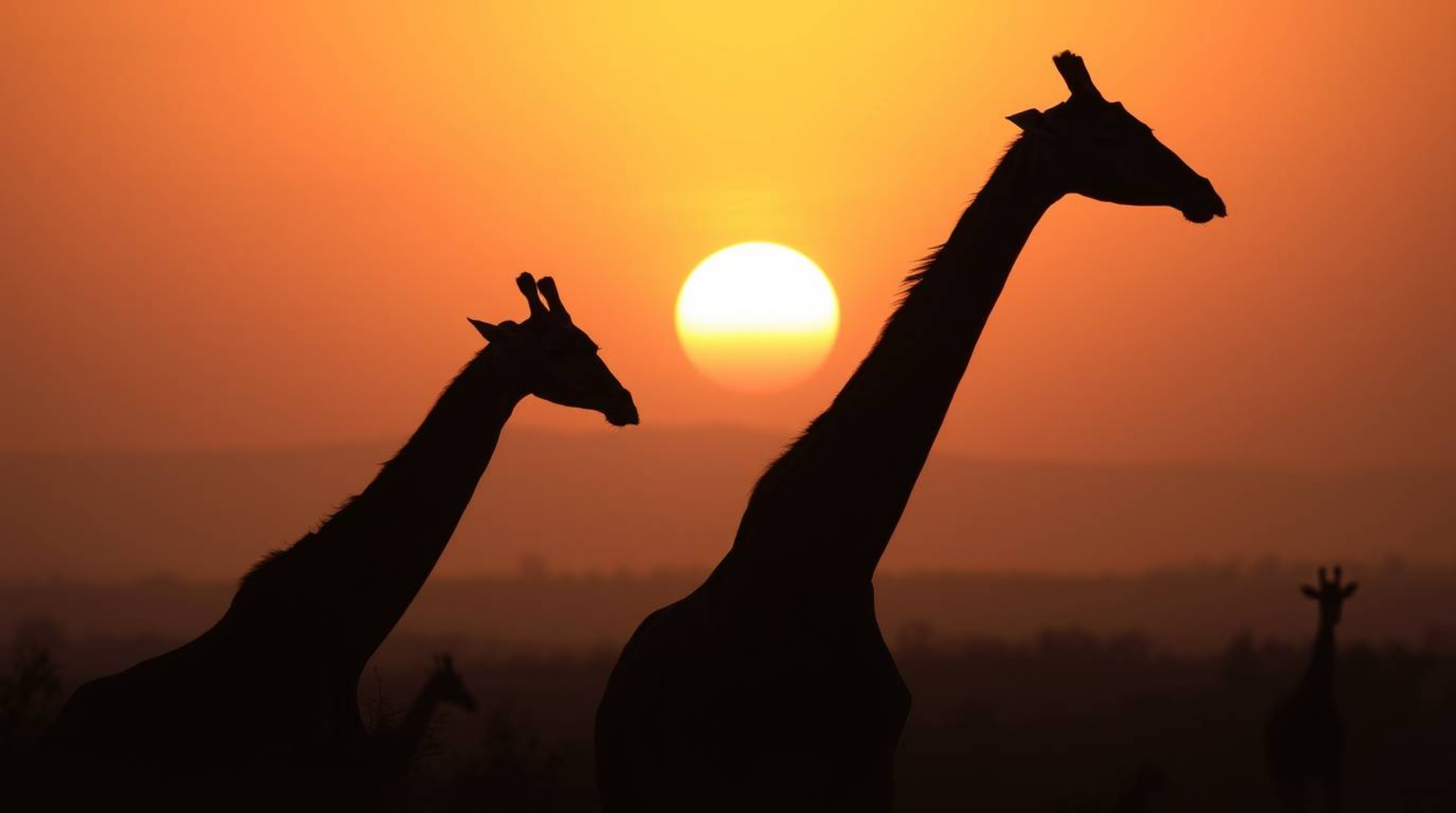 Experience the serene beauty of a savanna sunset. This captivating image features silhouetted giraffes in soft focus against