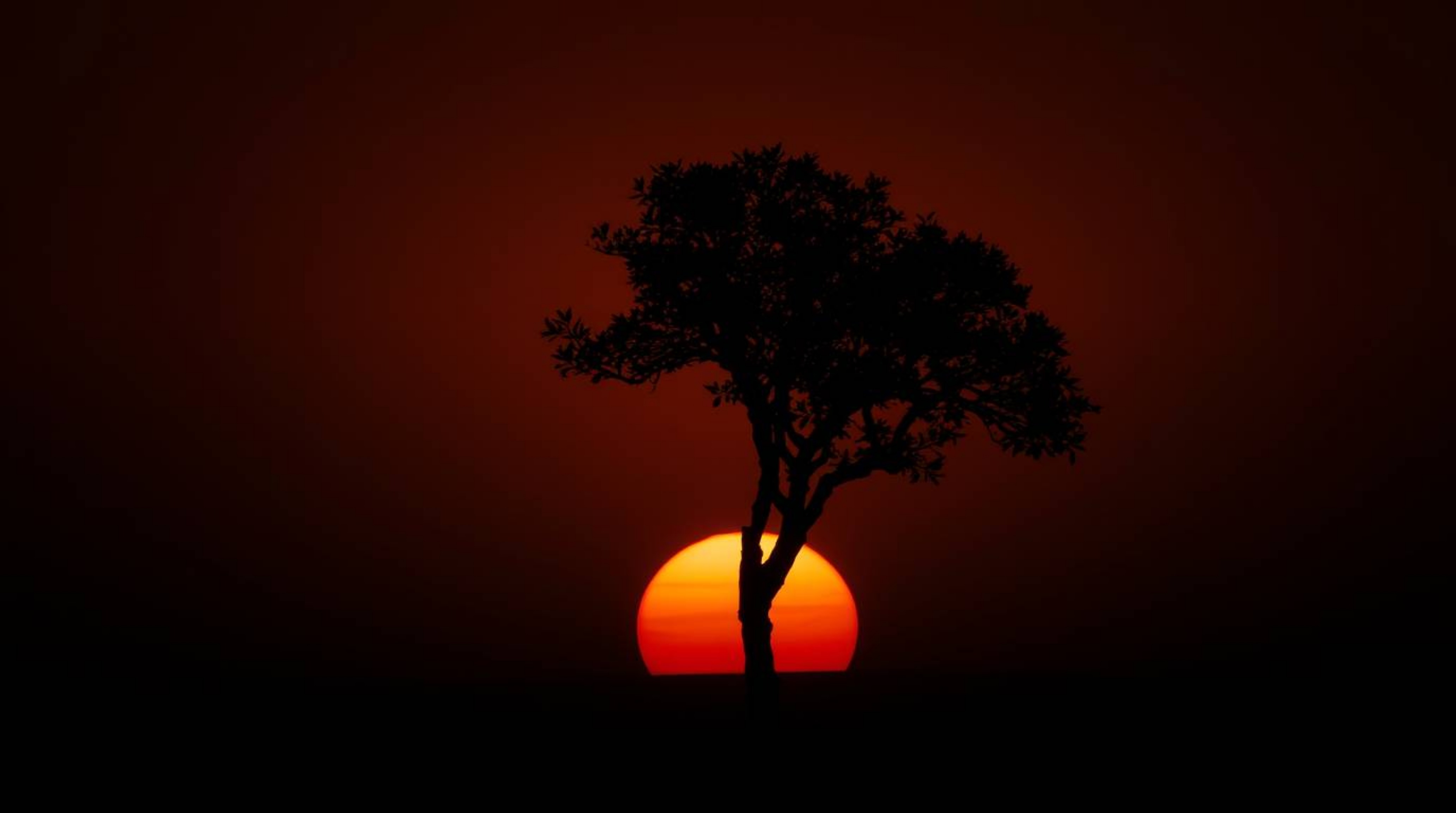 A captivating image of a lone tree silhouetted against a vibrant, fiery sunset.  The scene is rendered in a moody style with 
