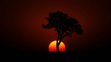 A captivating image of a lone tree silhouetted against a vibrant, fiery sunset.  The scene is rendered in a moody style with 