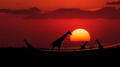 Capture the beauty of an African savanna sunset with long exposure photography. This technique creates stunning light trails 