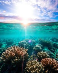 A stunning photograph of a coral reef at low tide, featuring a bright lens flare that creates a luxurious atmosphere. The sce