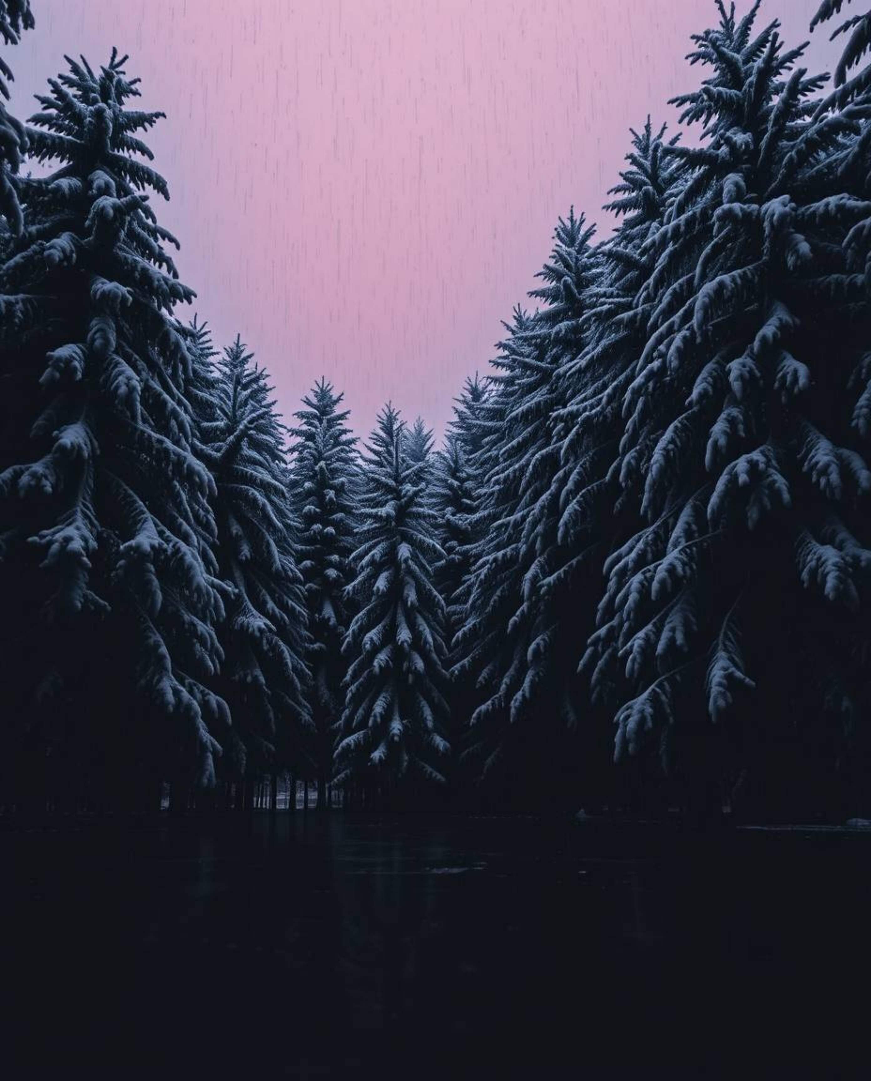 Intense jet black, wet rainy scene viewed from a low angle, depicting snowy pine trees reflecting sunset light, drizzling rai